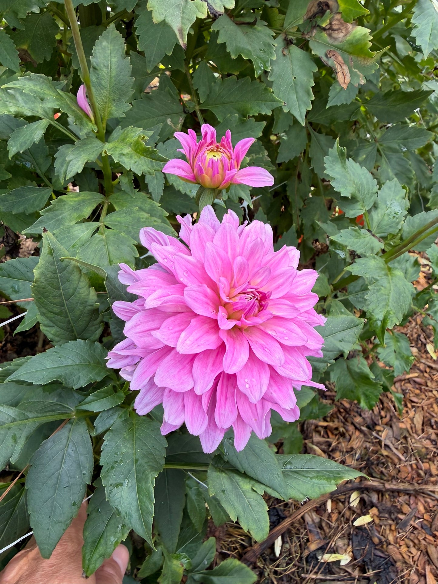 Mayan Pearl