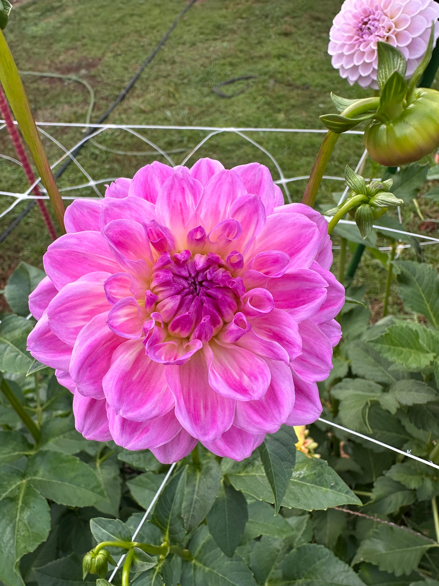 My Irene
