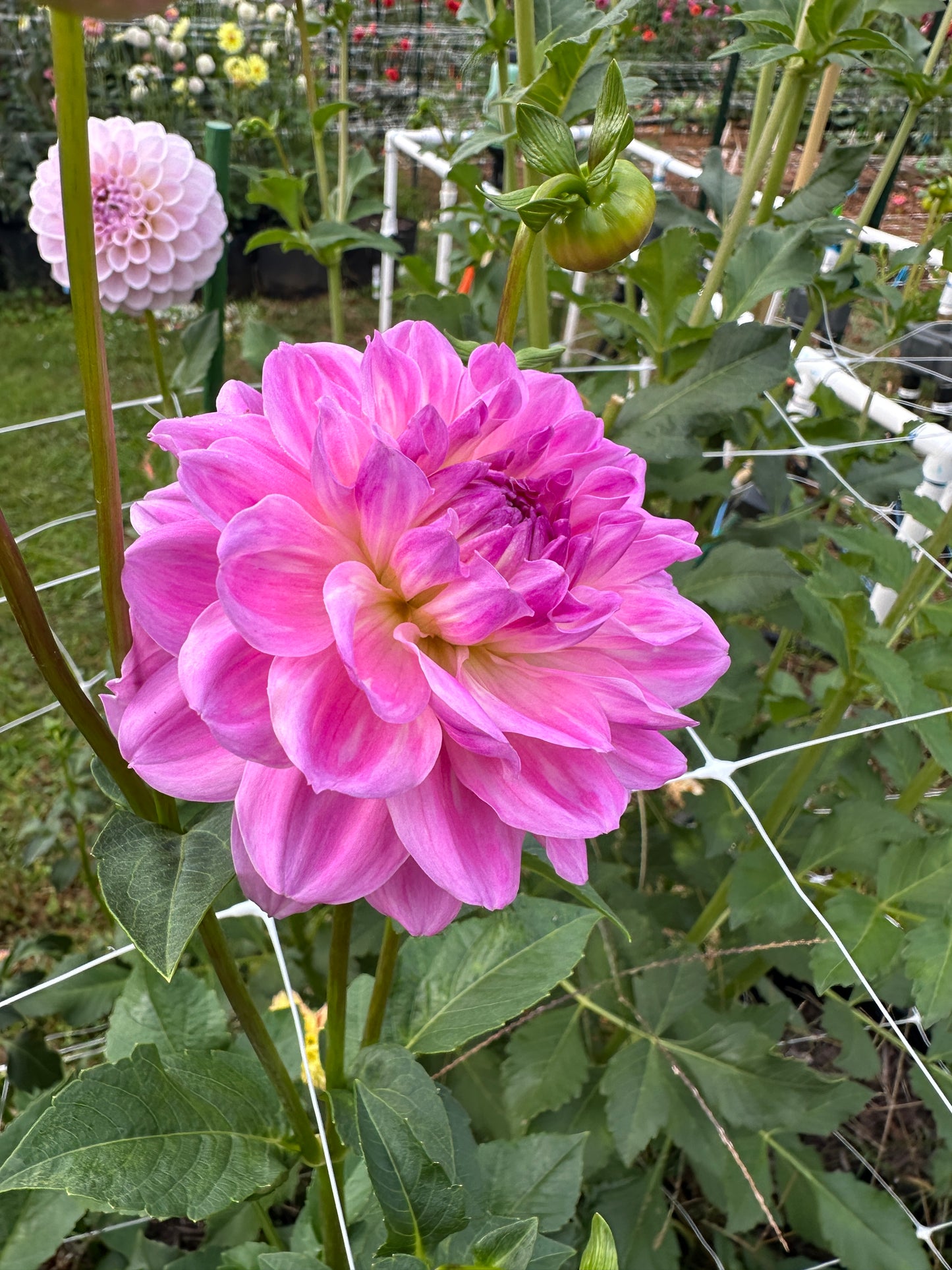 My Irene