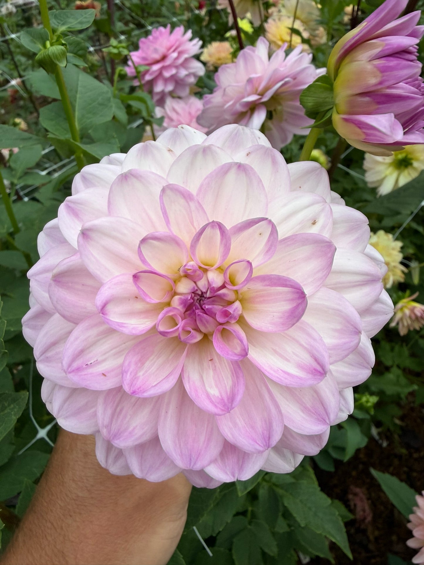My Irene