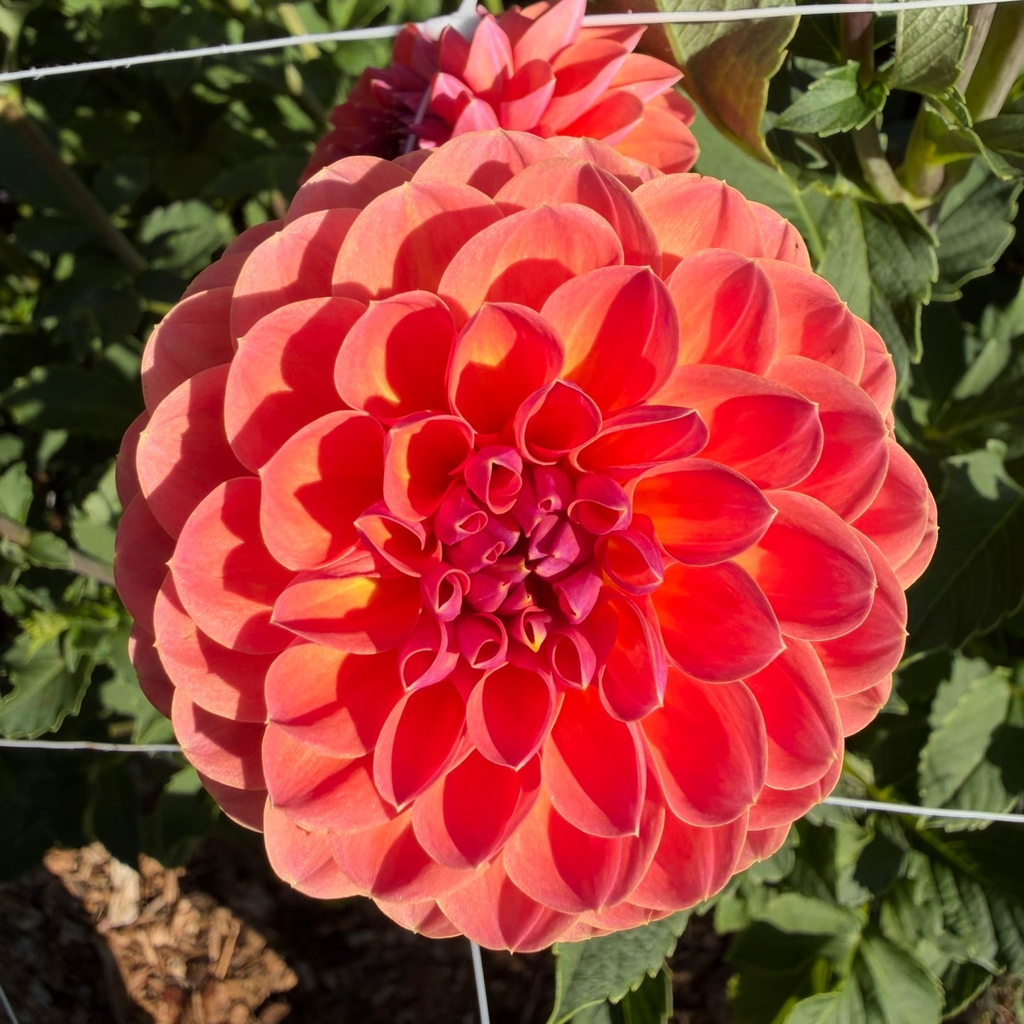 Orange Breeze