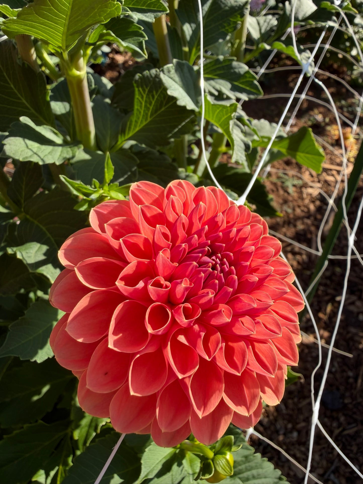 Orange Breeze