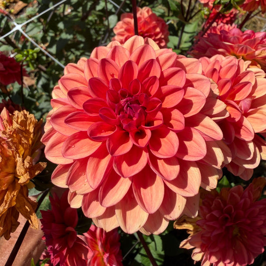 Orange Favourite