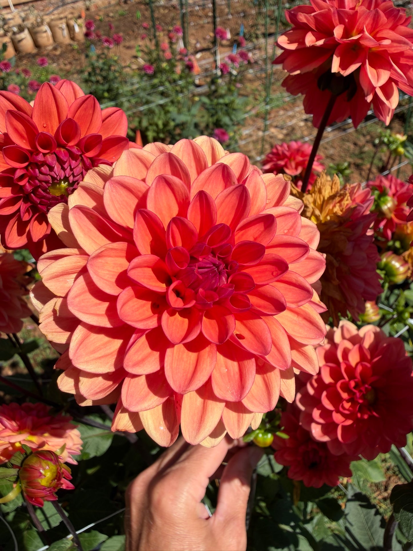 Orange Favourite
