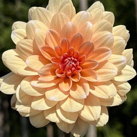Orange Perception