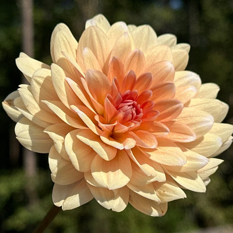 Orange Perception