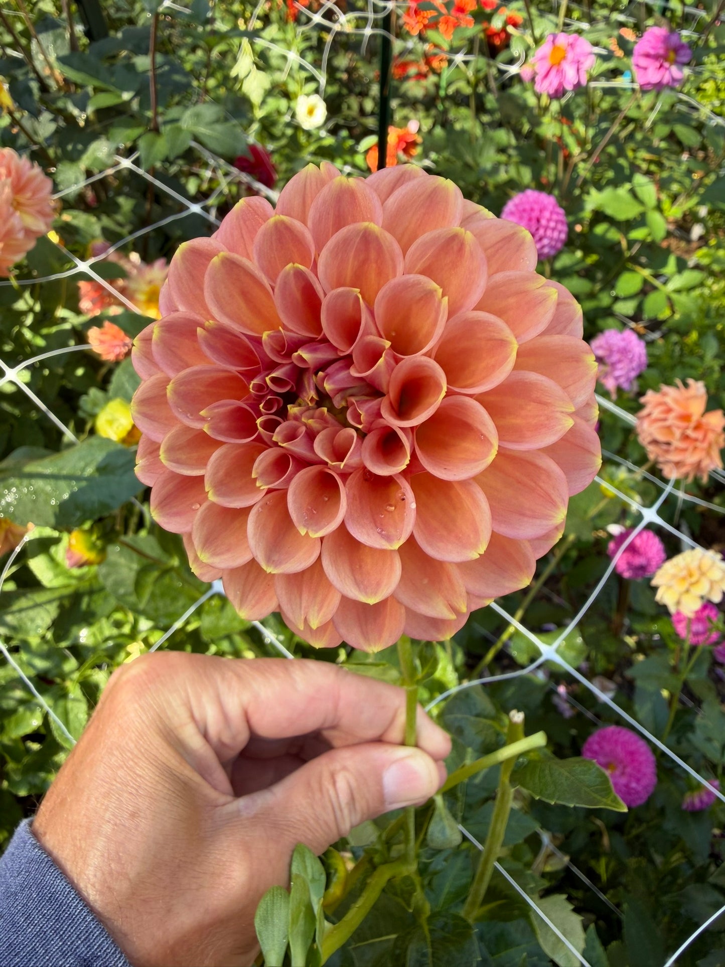 Peachy Parade