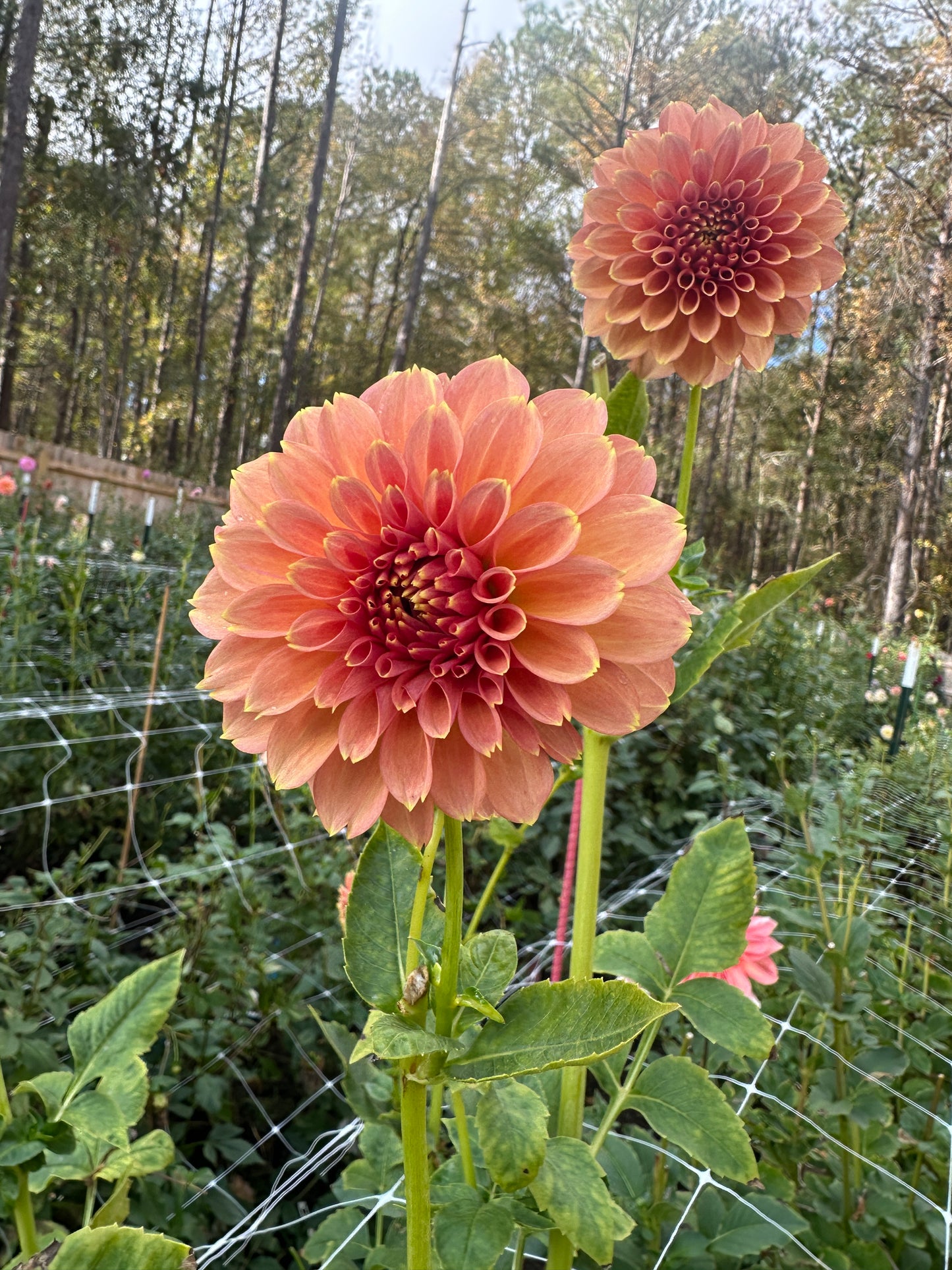Peachy Parade
