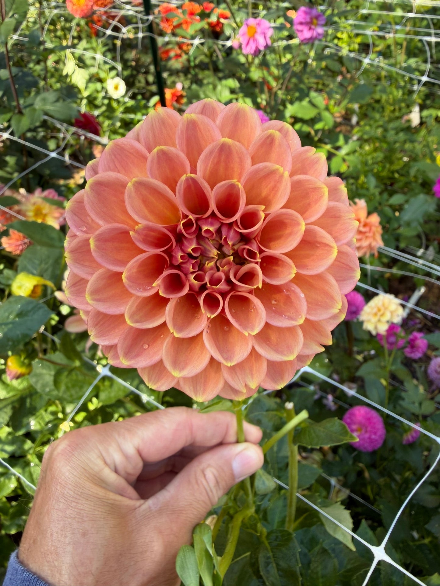 Peachy Parade