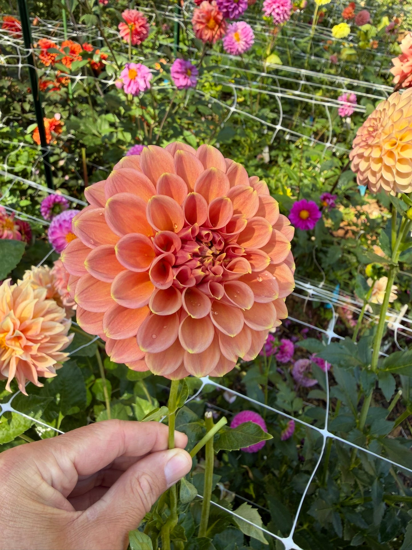 Peachy Parade