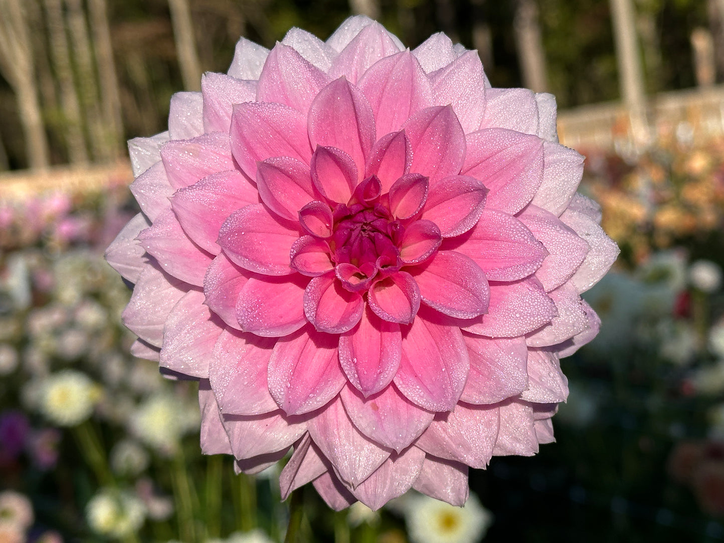 Pearl of Heemstede