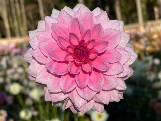 Pearl of Heemstede