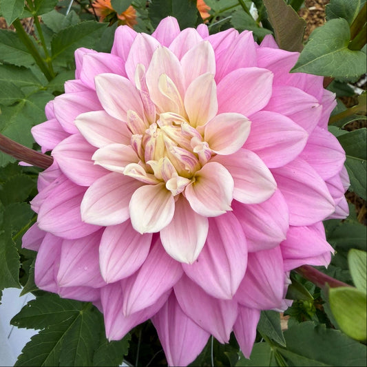 Petal Faster