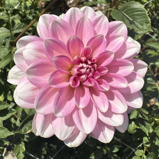 Pink Perception