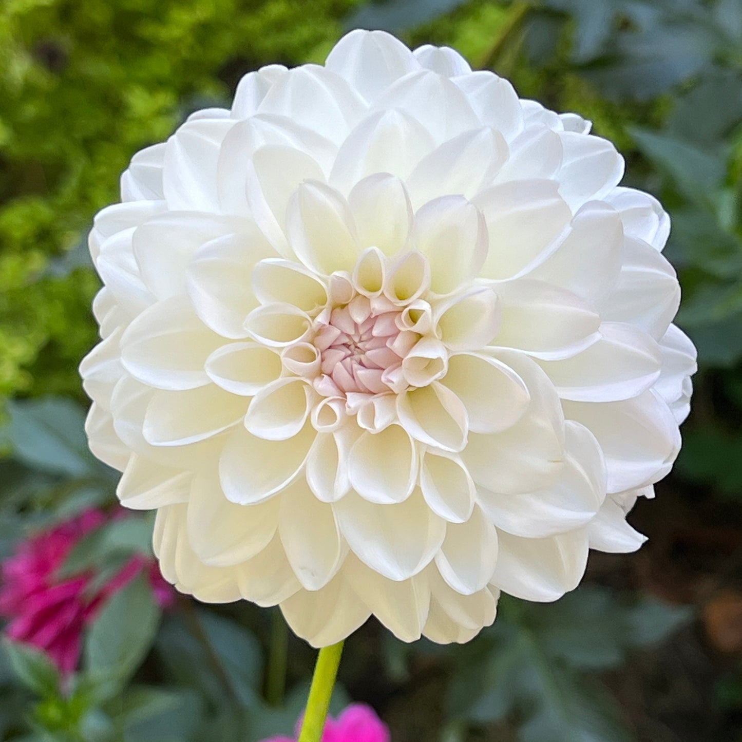 Porcelain