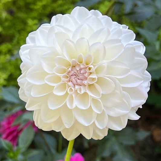 Porcelain