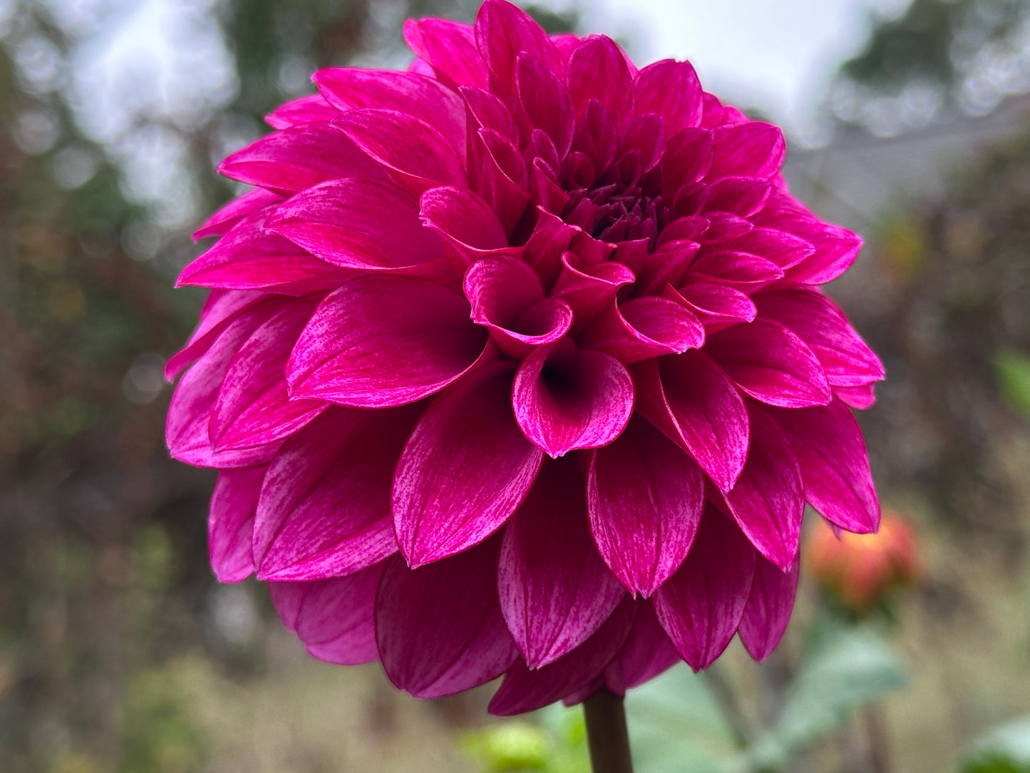 RM Berry Bliss