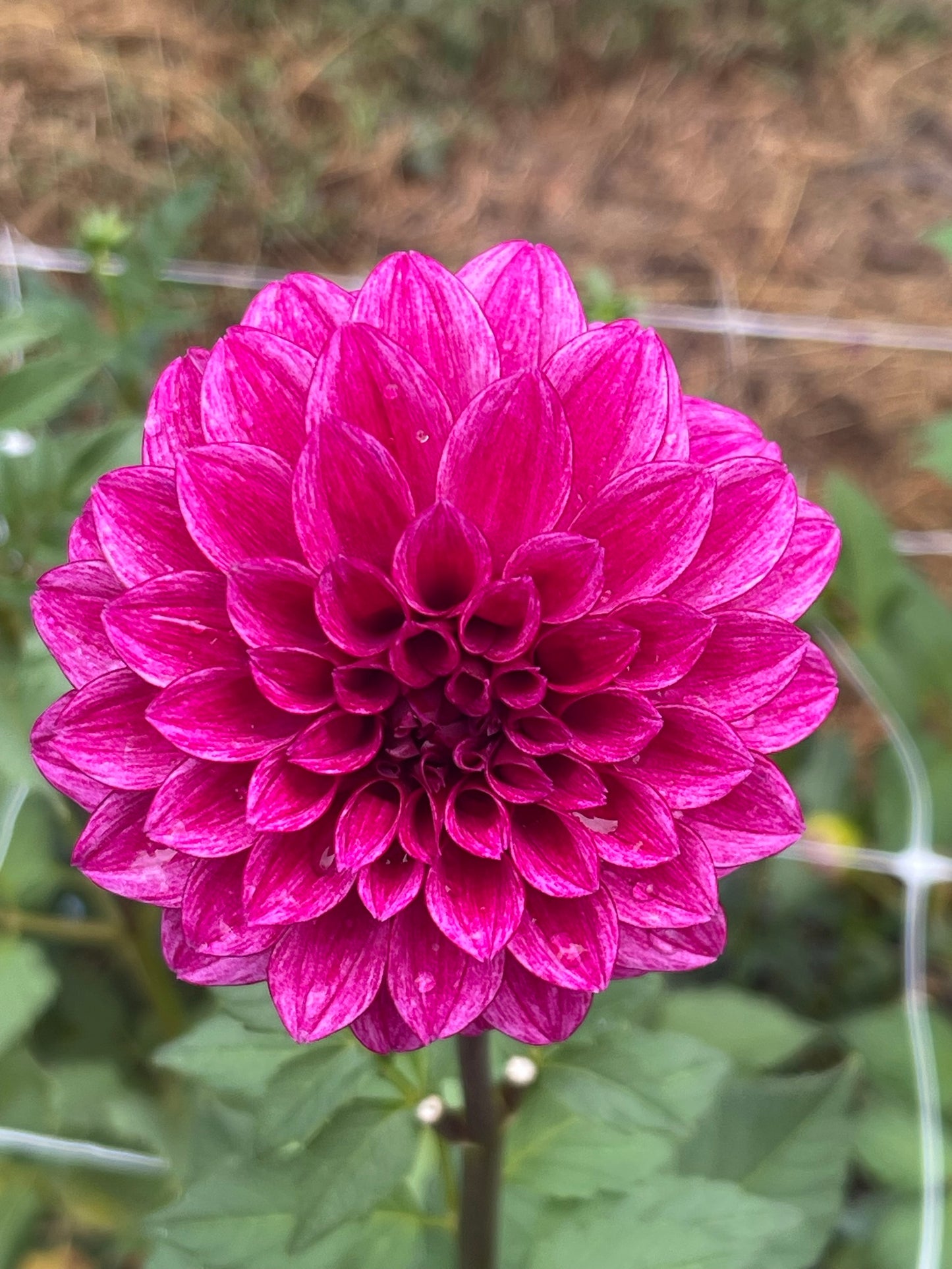 RM Berry Bliss