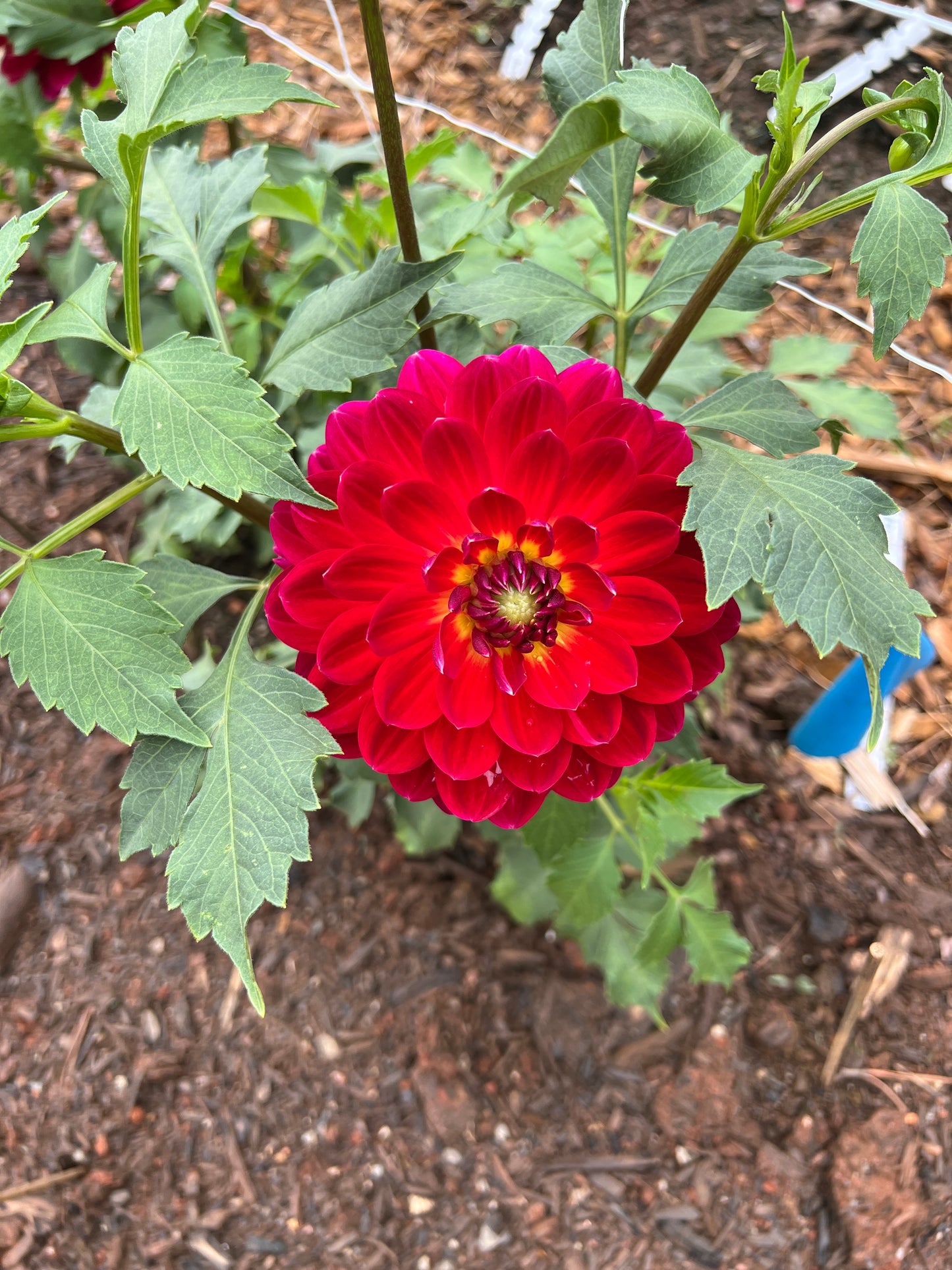 Red Velvet