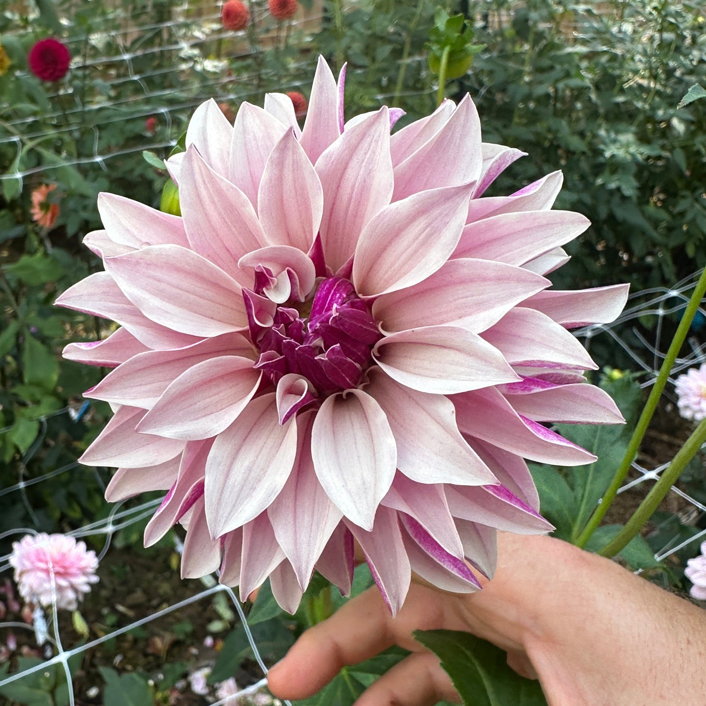 River's Artichoke