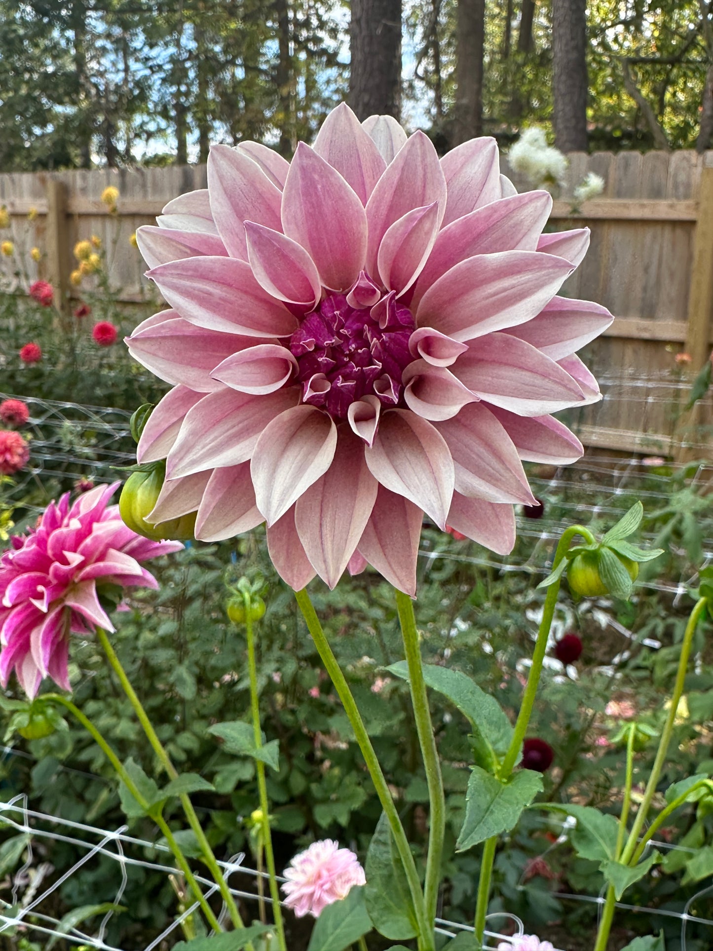 River's Artichoke