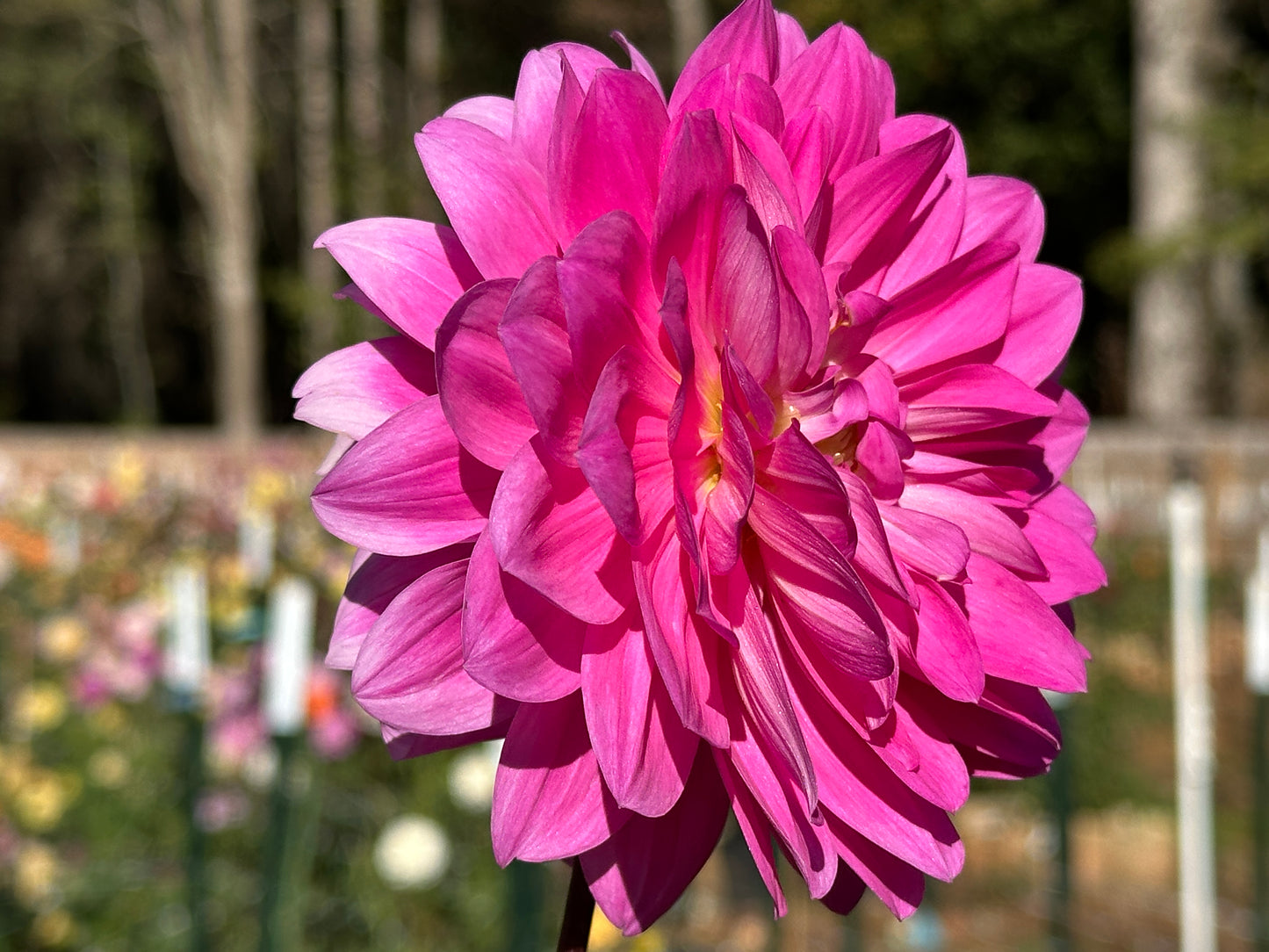 Rothsay Rose