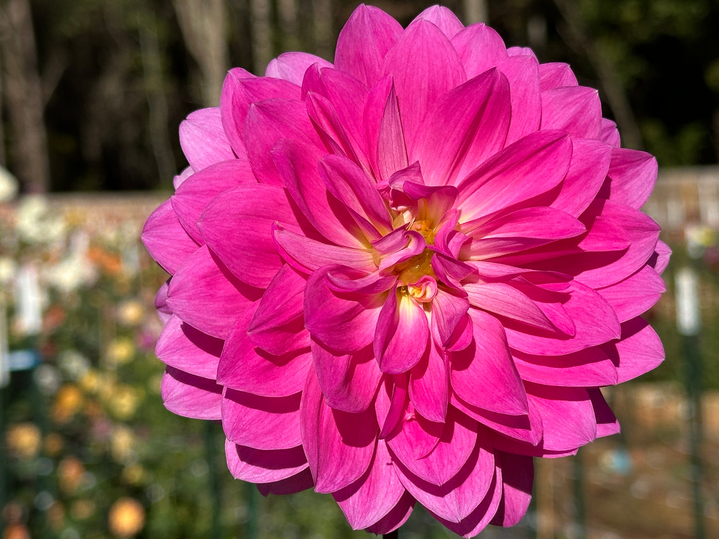 Rothsay Rose