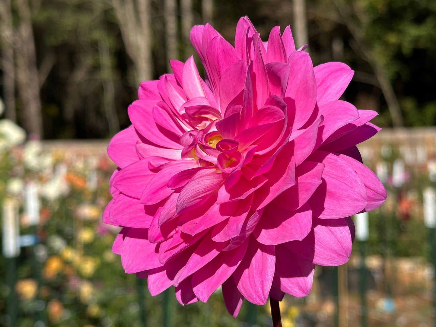 Rothsay Rose