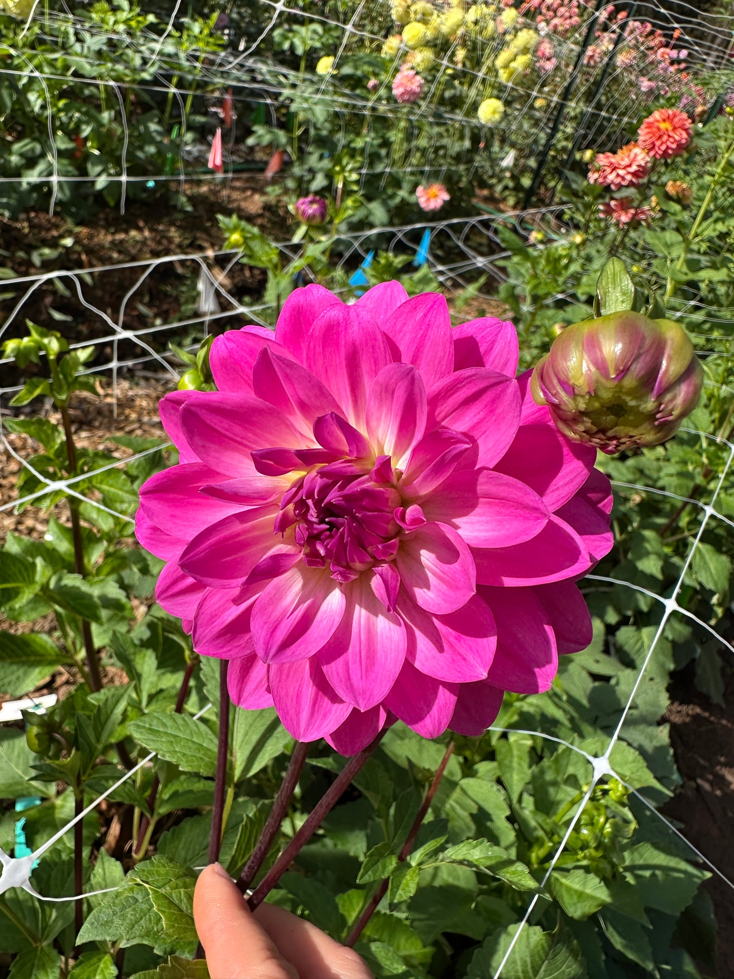 Rothsay Rose