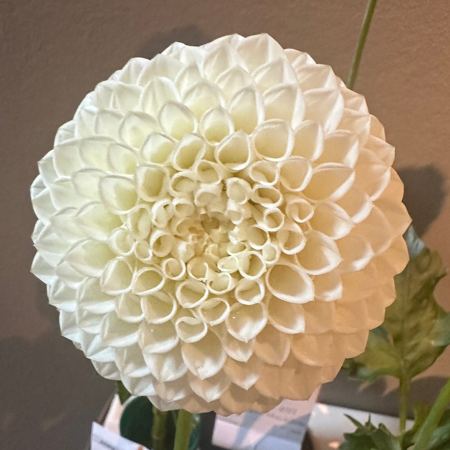 Ryecroft Porcelain