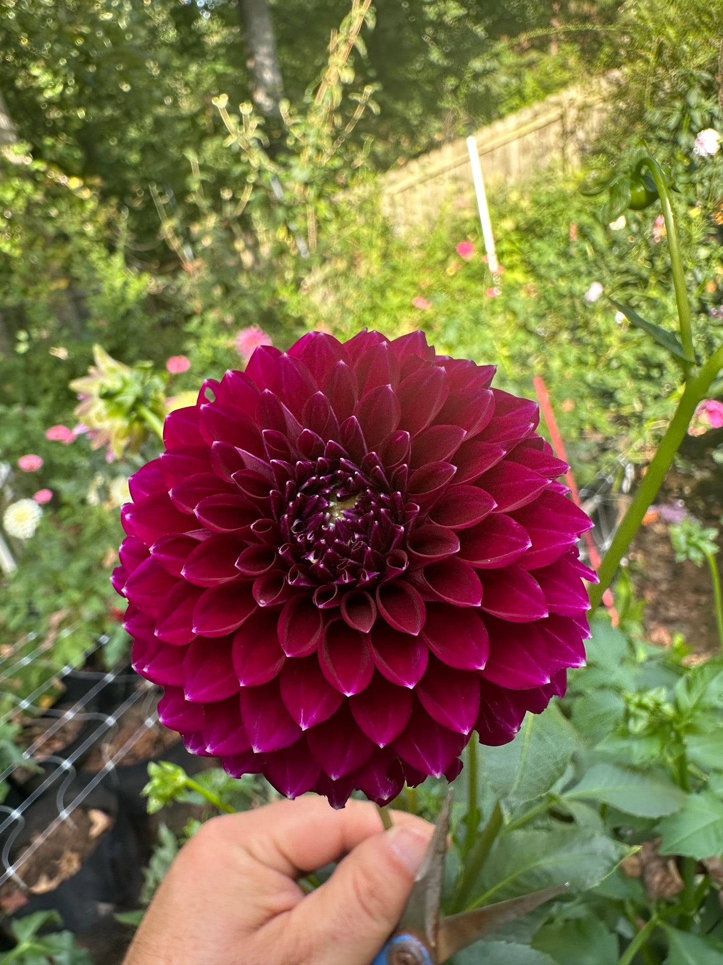 Saddlerock Tiny Giant