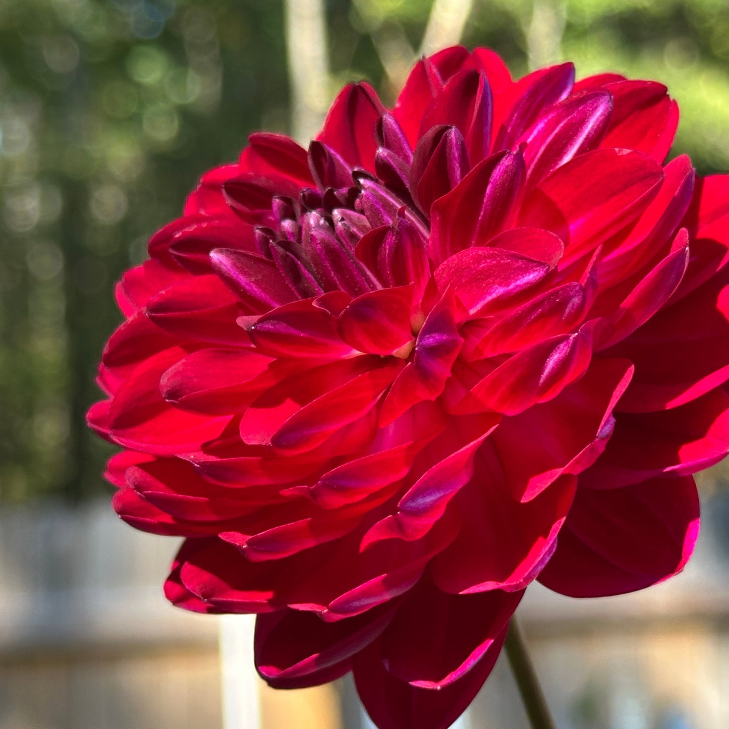 Sandia Bertha