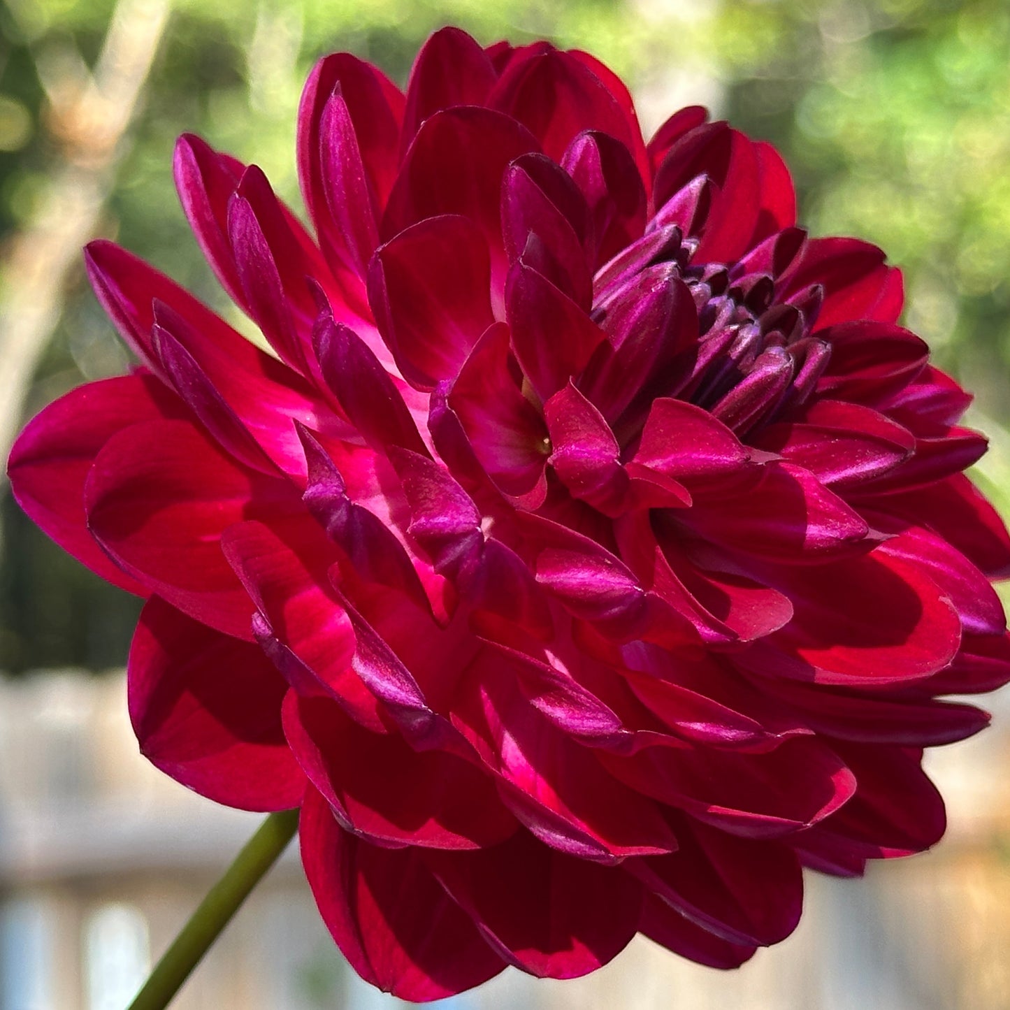 Sandia Bertha