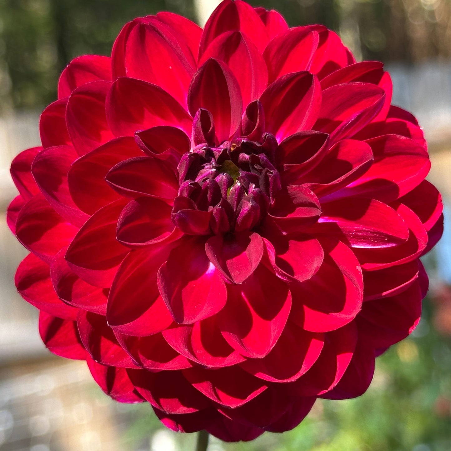 Sandia Bertha
