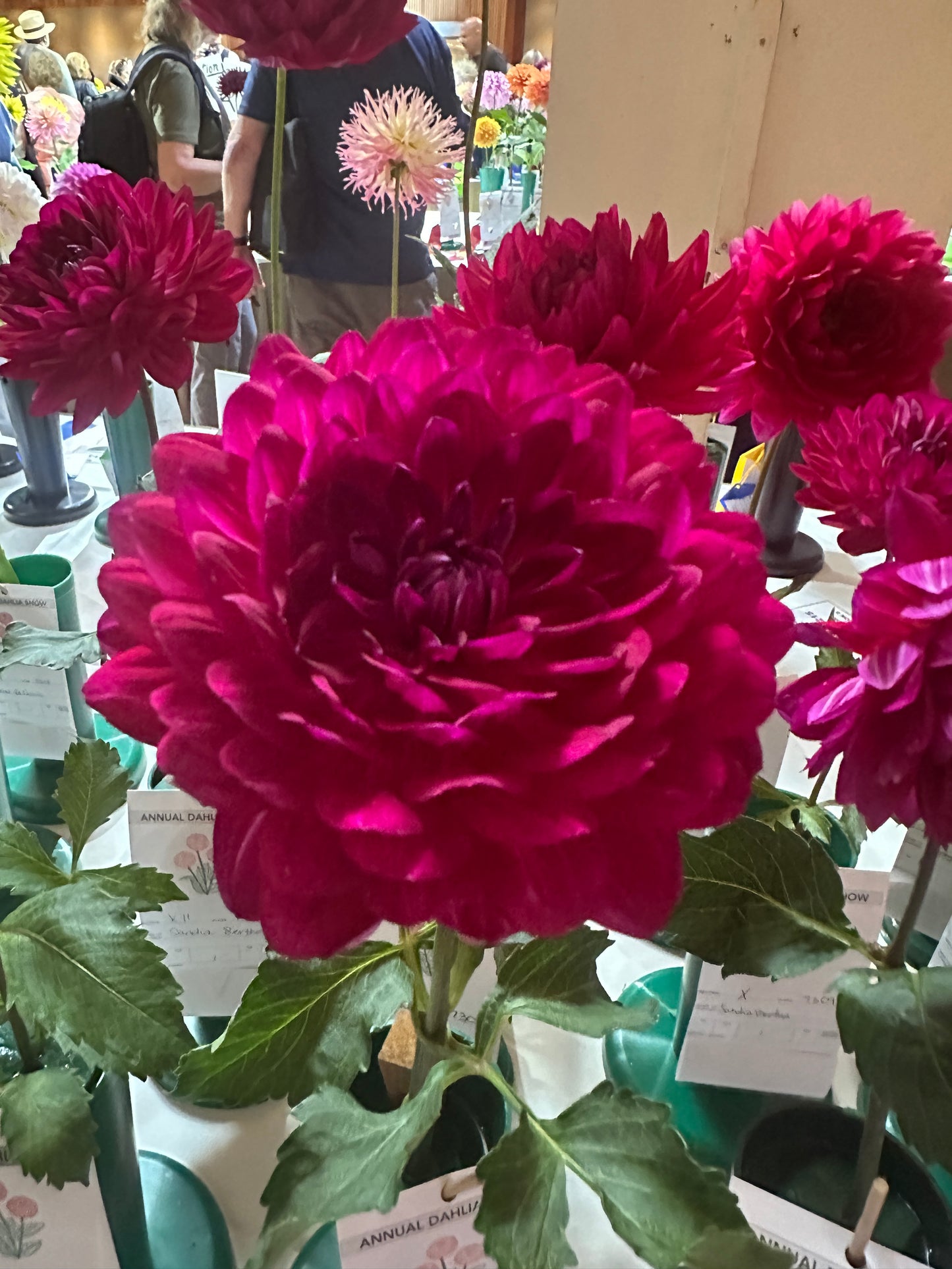 Sandia Bertha