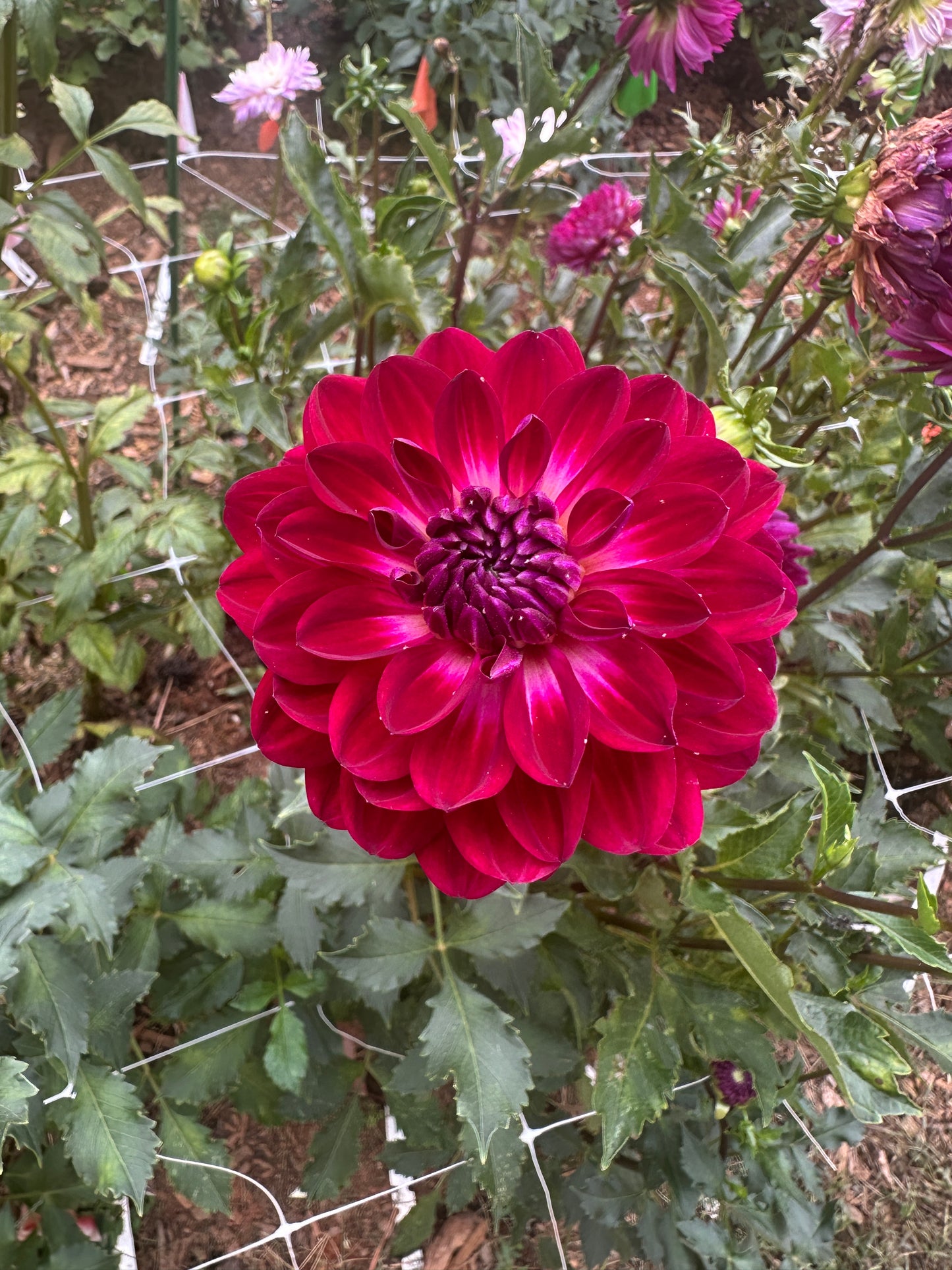 Sandia Bertha
