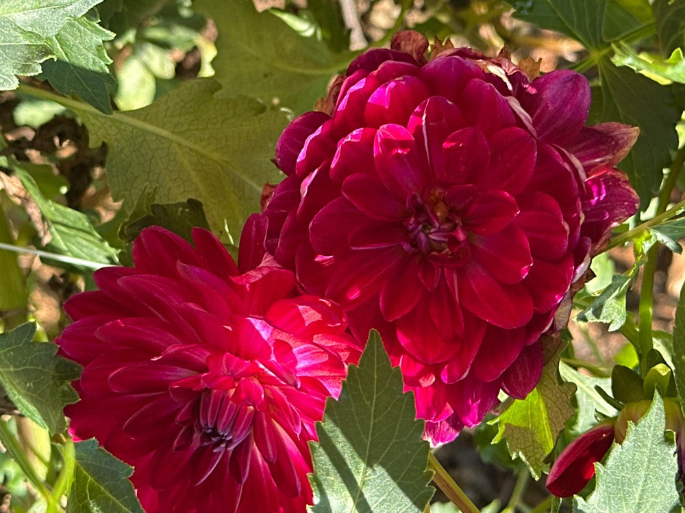 Sandia Bertha