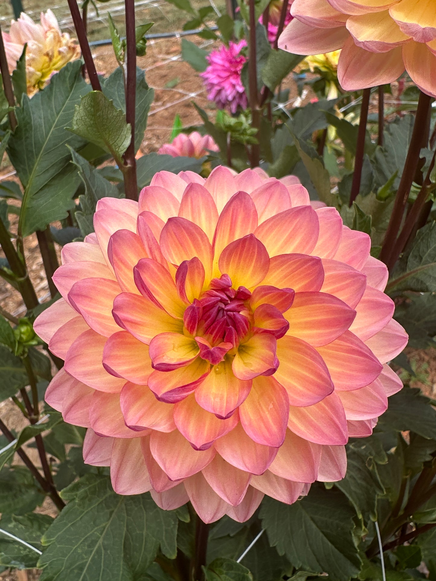 Sandia Bliss