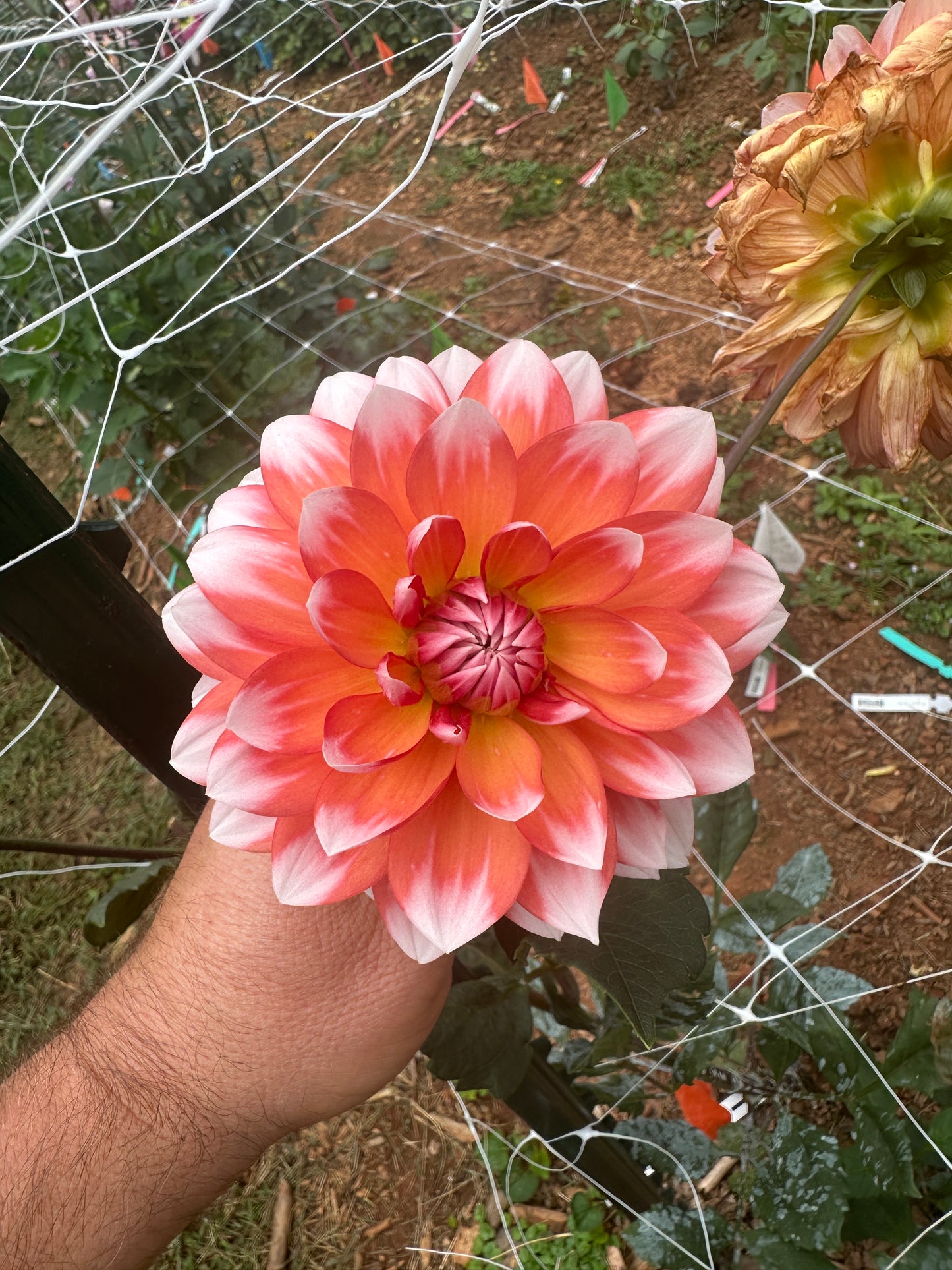 Sandia Candy Corn