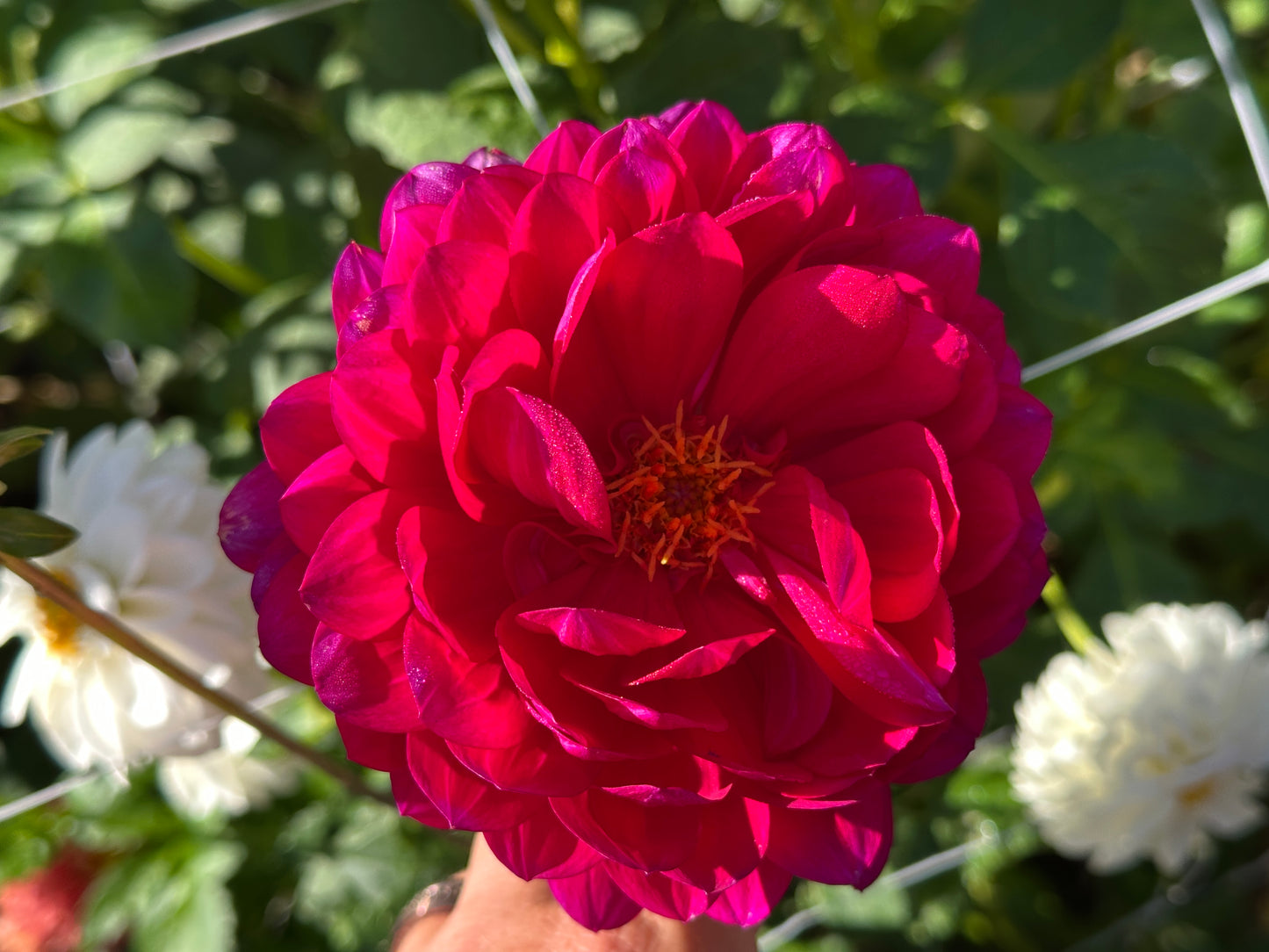 Sandia Claire