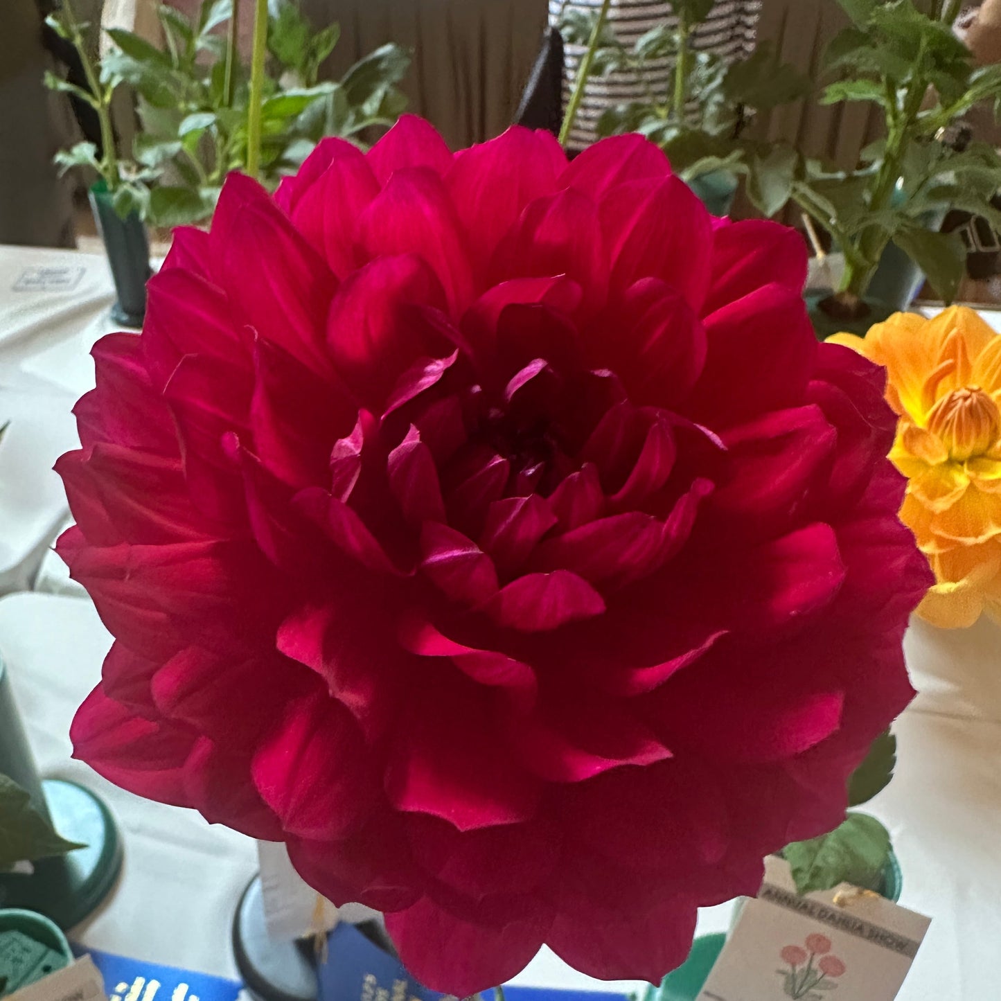 Sandia Claire