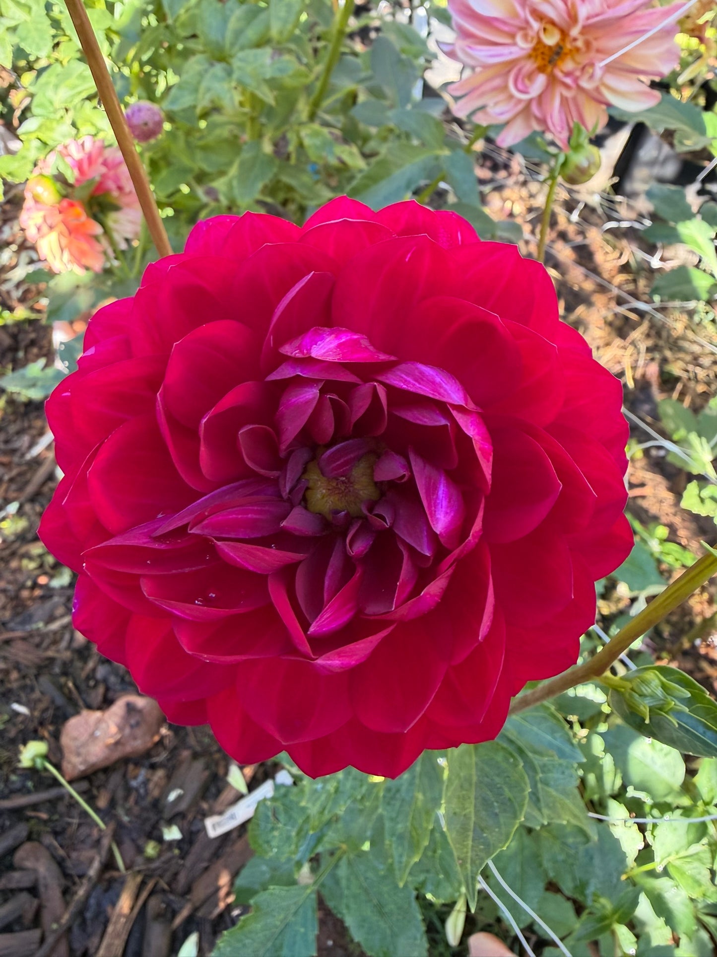 Sandia Claire