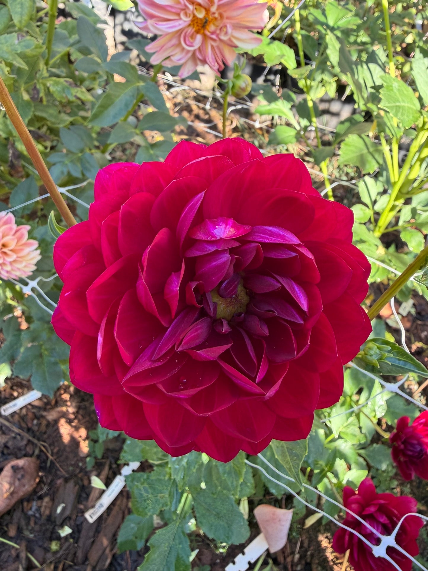 Sandia Claire