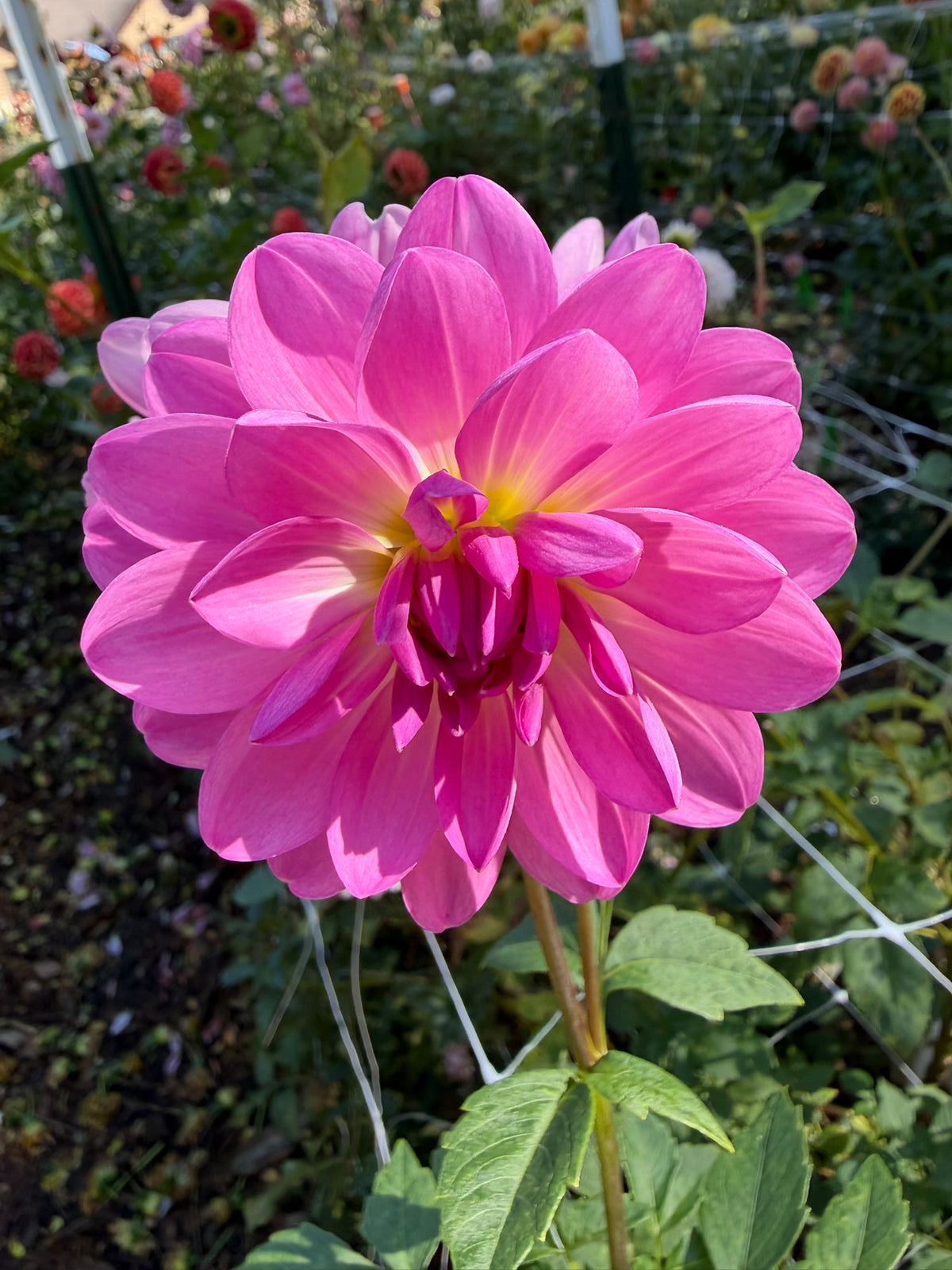 Sandia Flirt