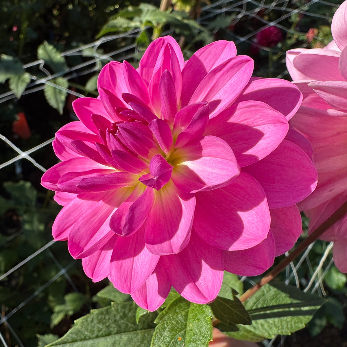Sandia Flirt