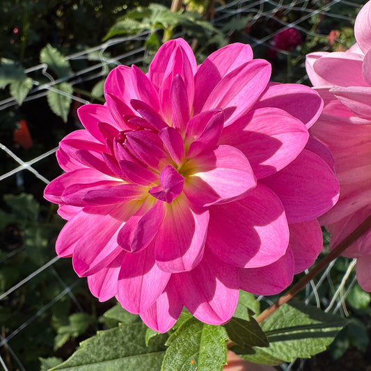 Sandia Flirt