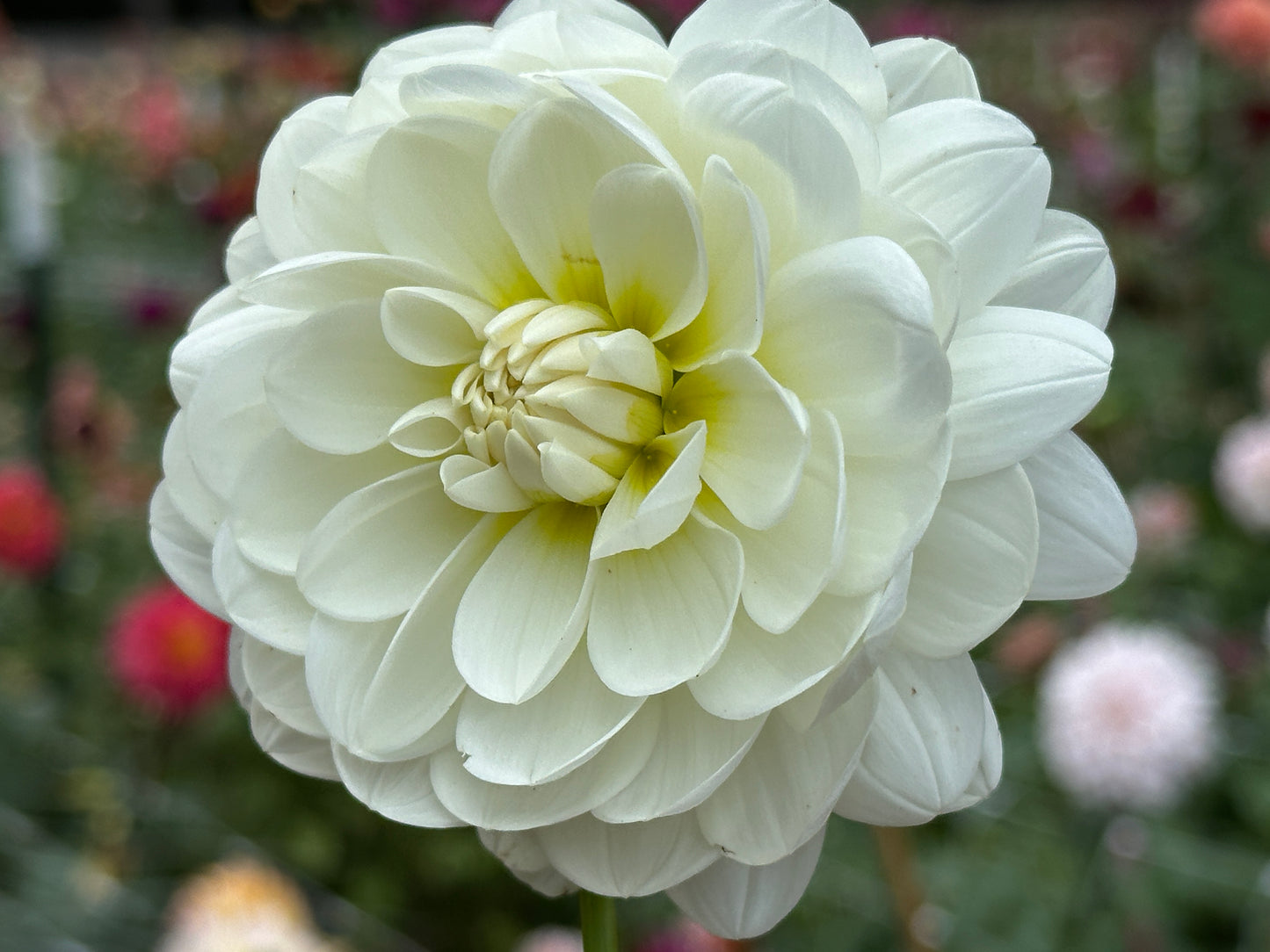 Sandia Isa
