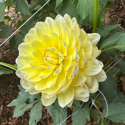 Sandia Joy