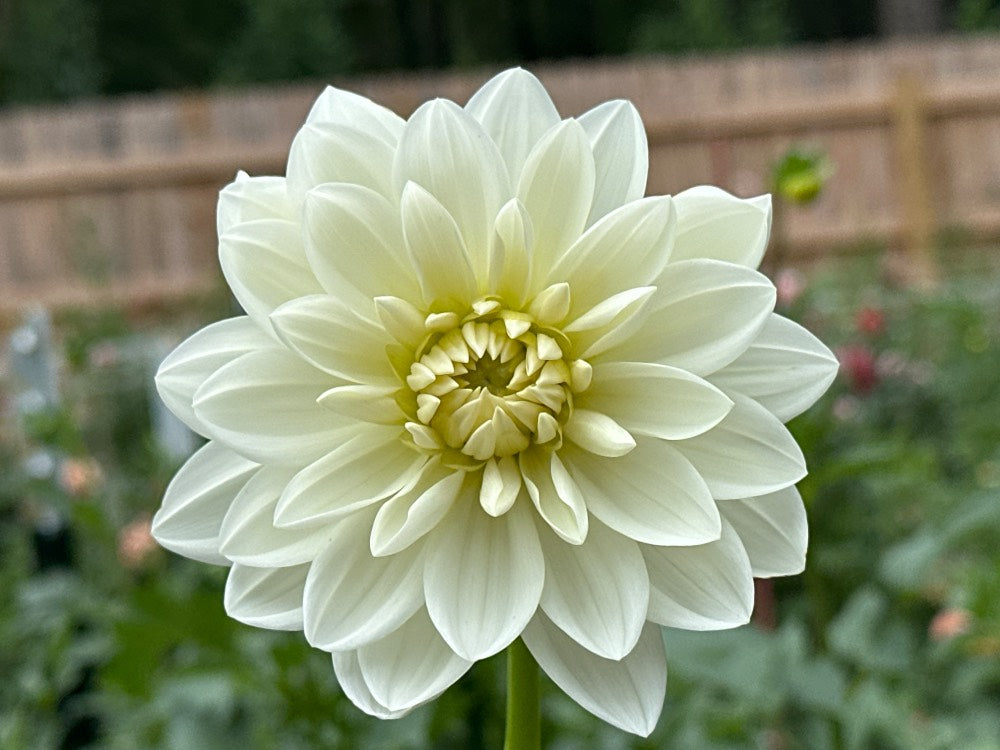 Sandia Luna