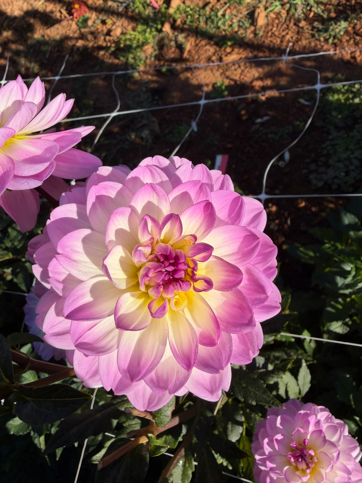 Sandia Melody